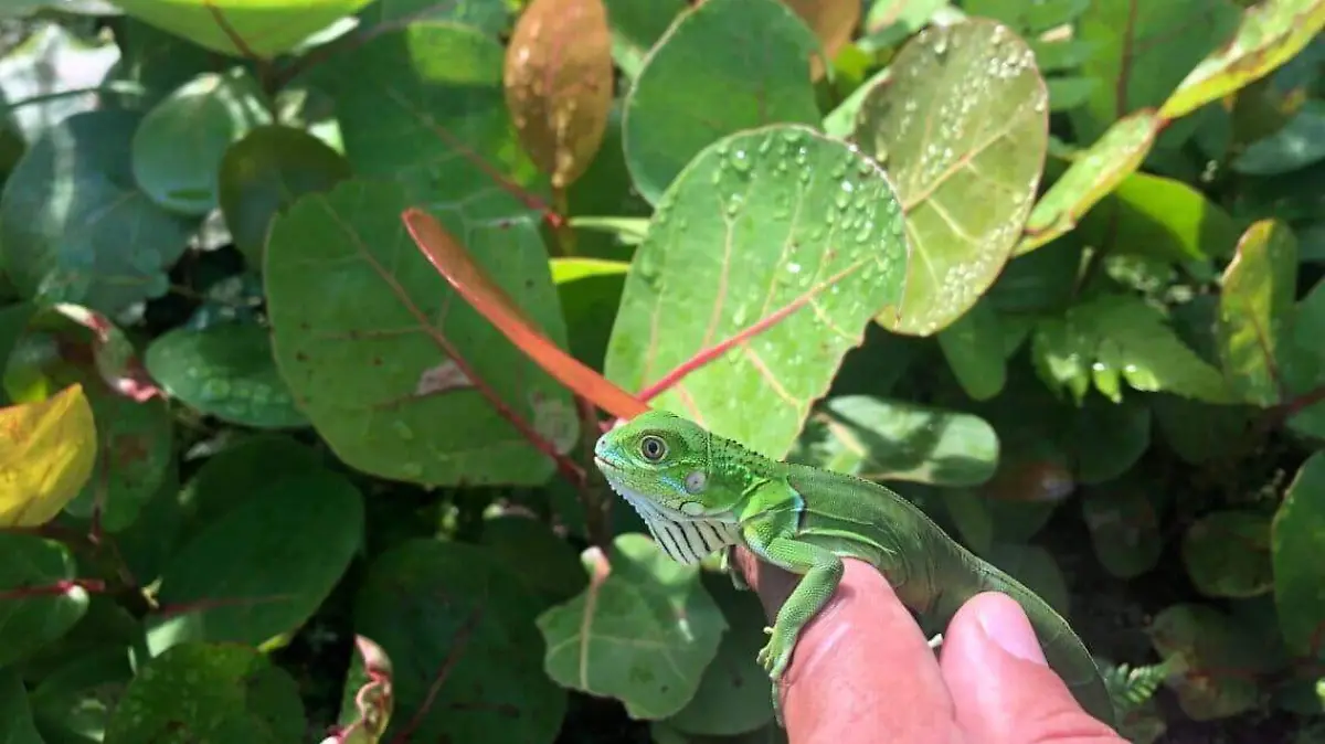 cria de iguana