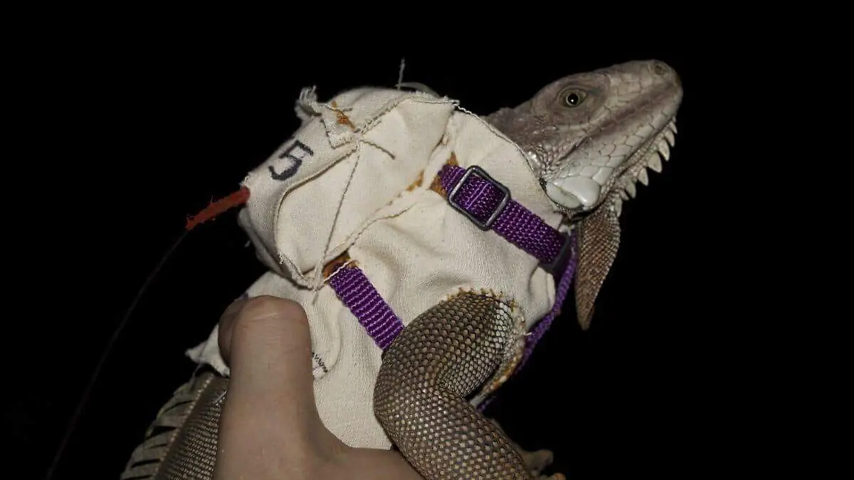 iguana con transmisor