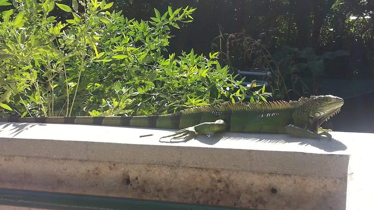 iguana de grandes dimensiones