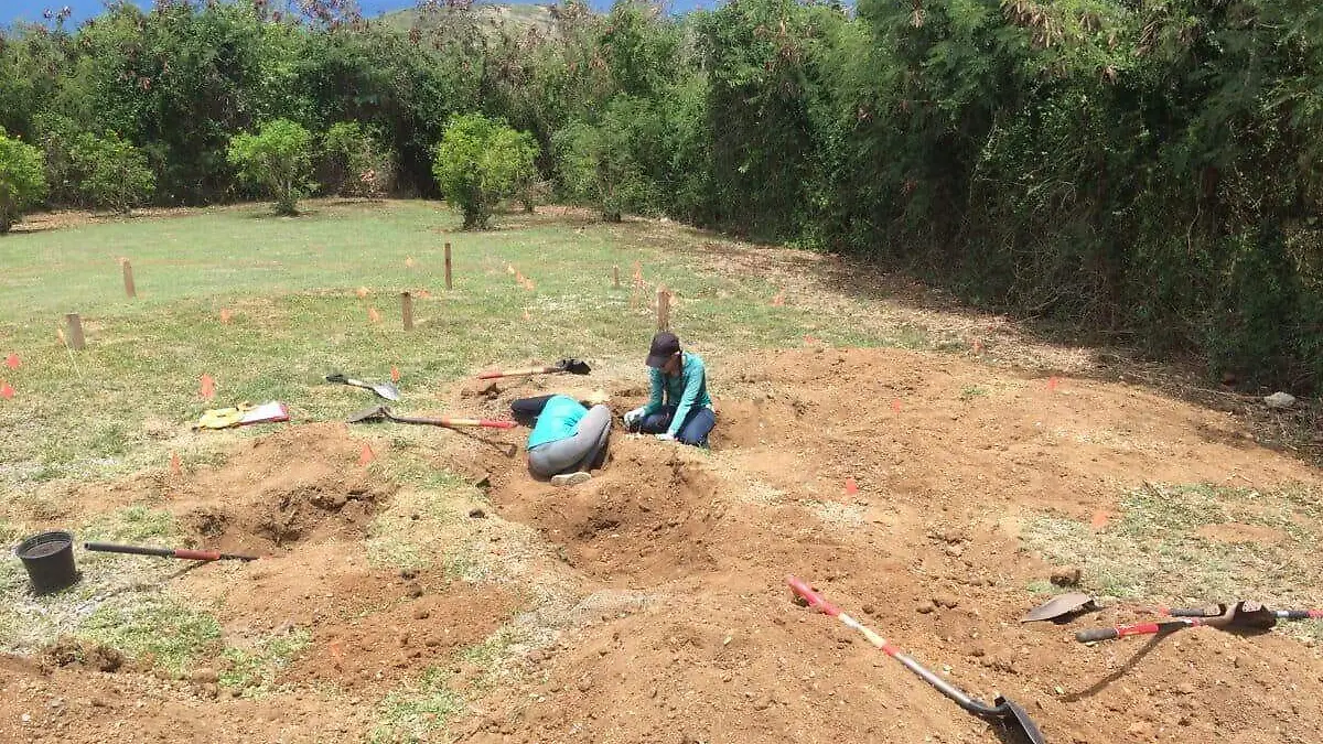 buscan nido de iguanas