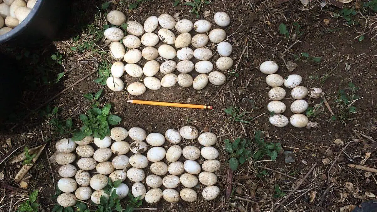 huevos de iguana verde