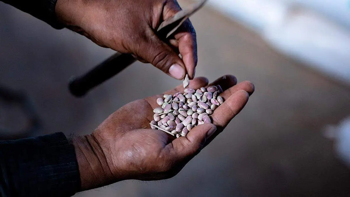 1067190_Frijol Zacatecas_web