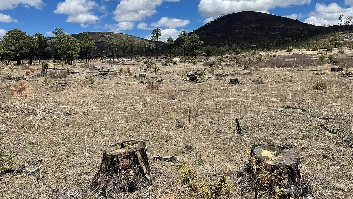 indigenas-chihuaha-sierra-tarahumara-mexico-mineria-tala6