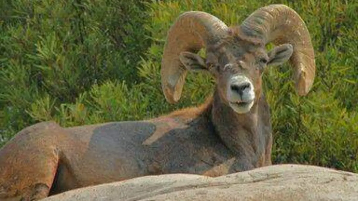 borrego-cimarron-sierra-la-laguna