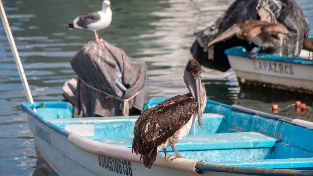 Pelicanos y aves en la paz 2