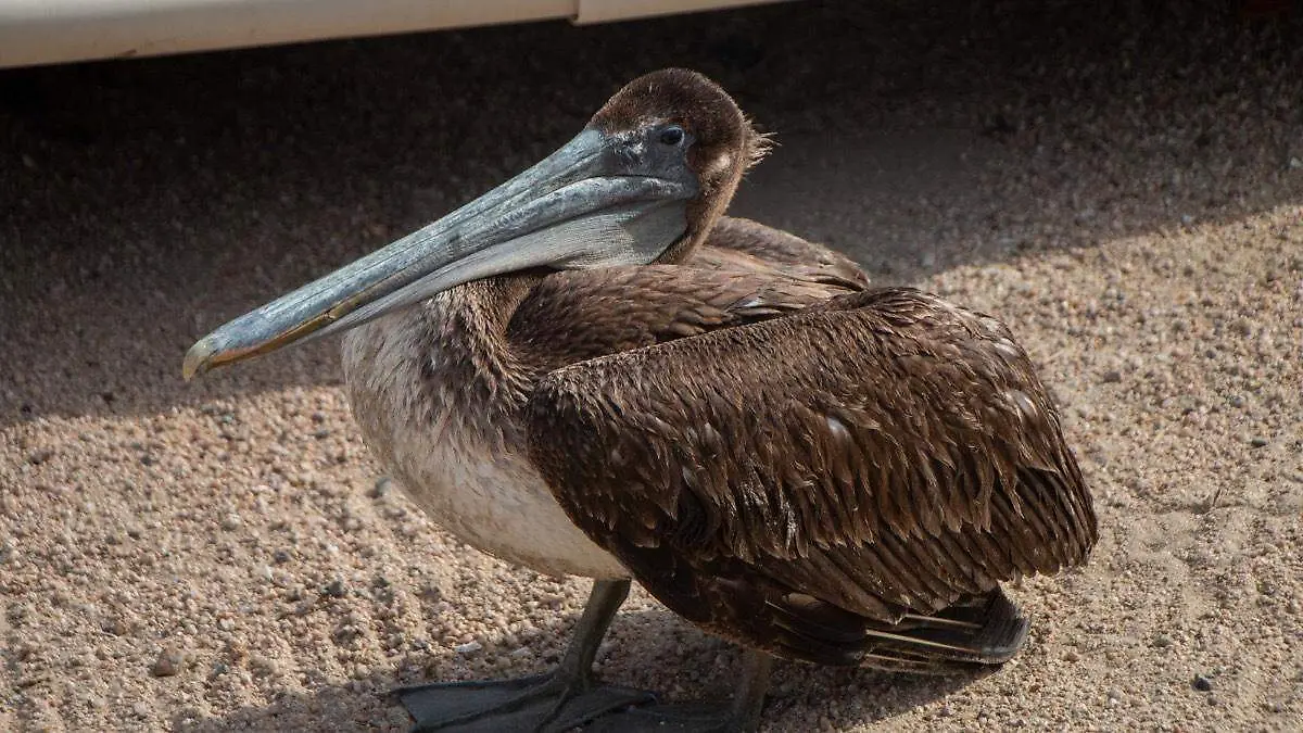 Pelicano y aves en la paz 3