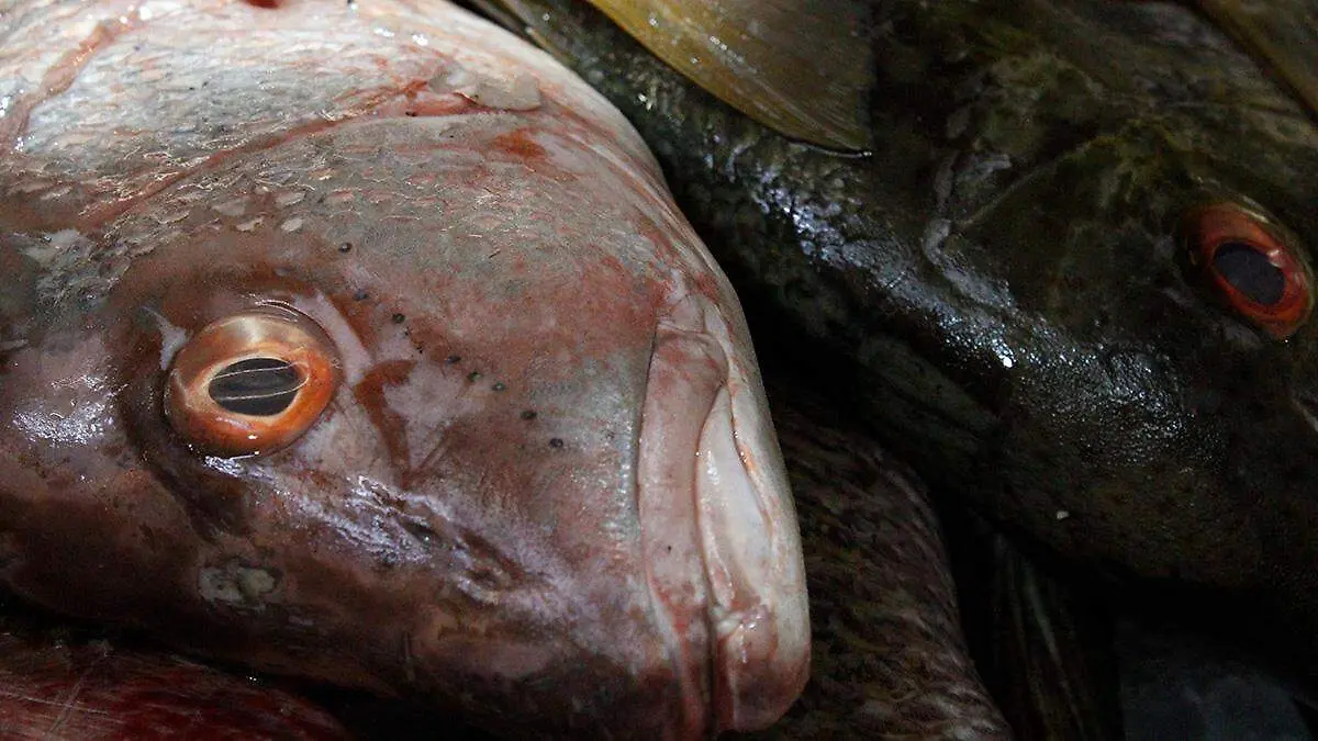 pescado-mercado-olachea
