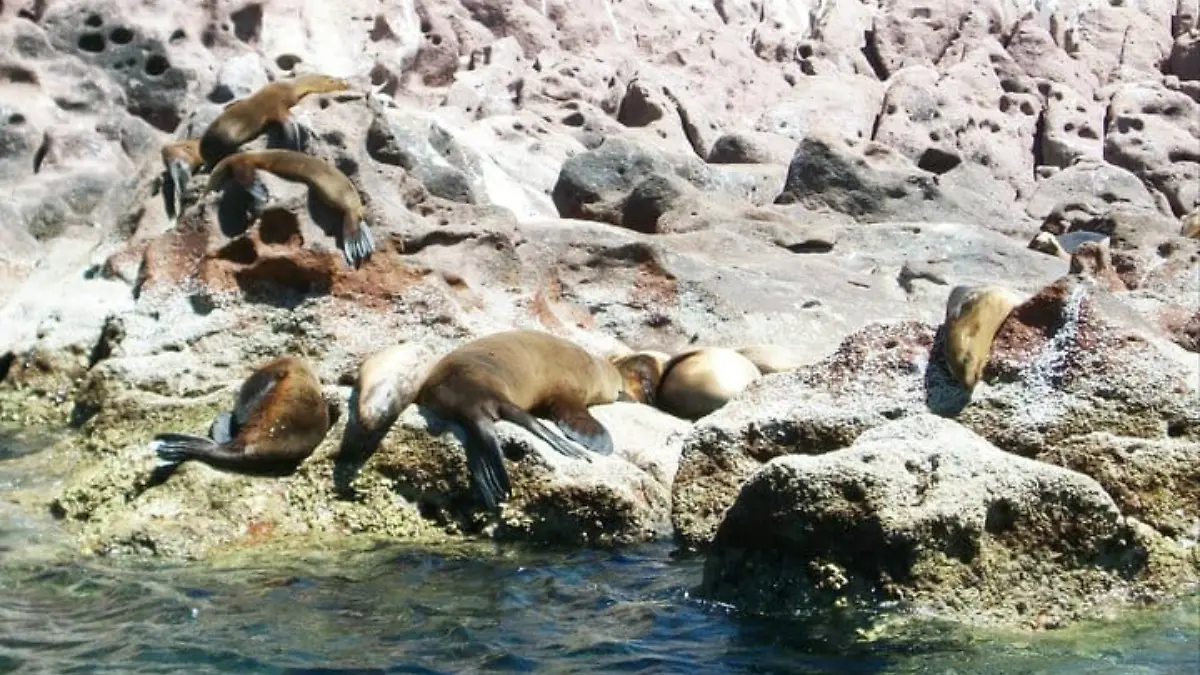 lobos-marinos-isla-espiritu-santo