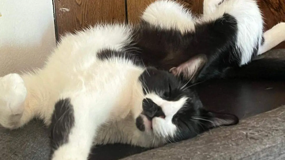 gato-dormido-sobre-mesa