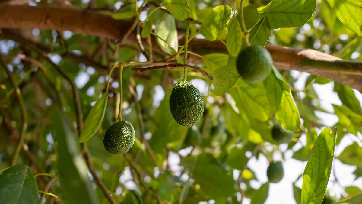 Aguacate_3_AbrahamPerez