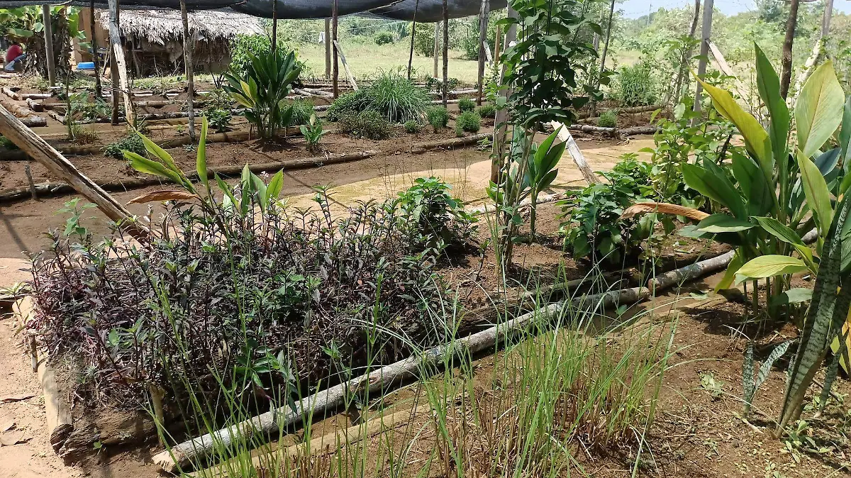 O KO PAK O un jardín comunitario de plantas medicinales