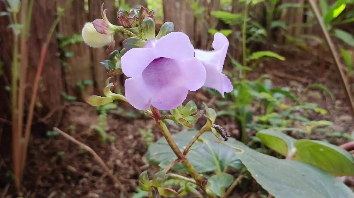 plantas mas valoradas del jardin