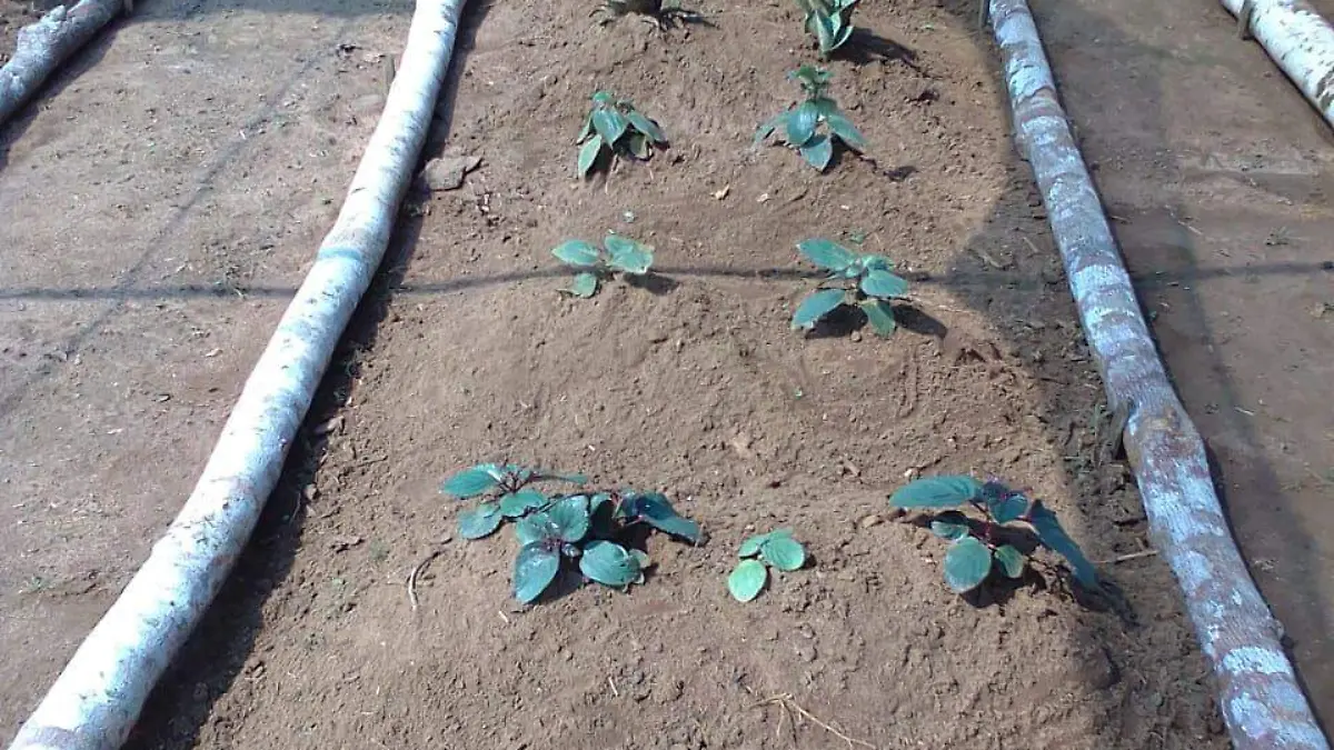 plantas puno crecen ordenadas en hileras