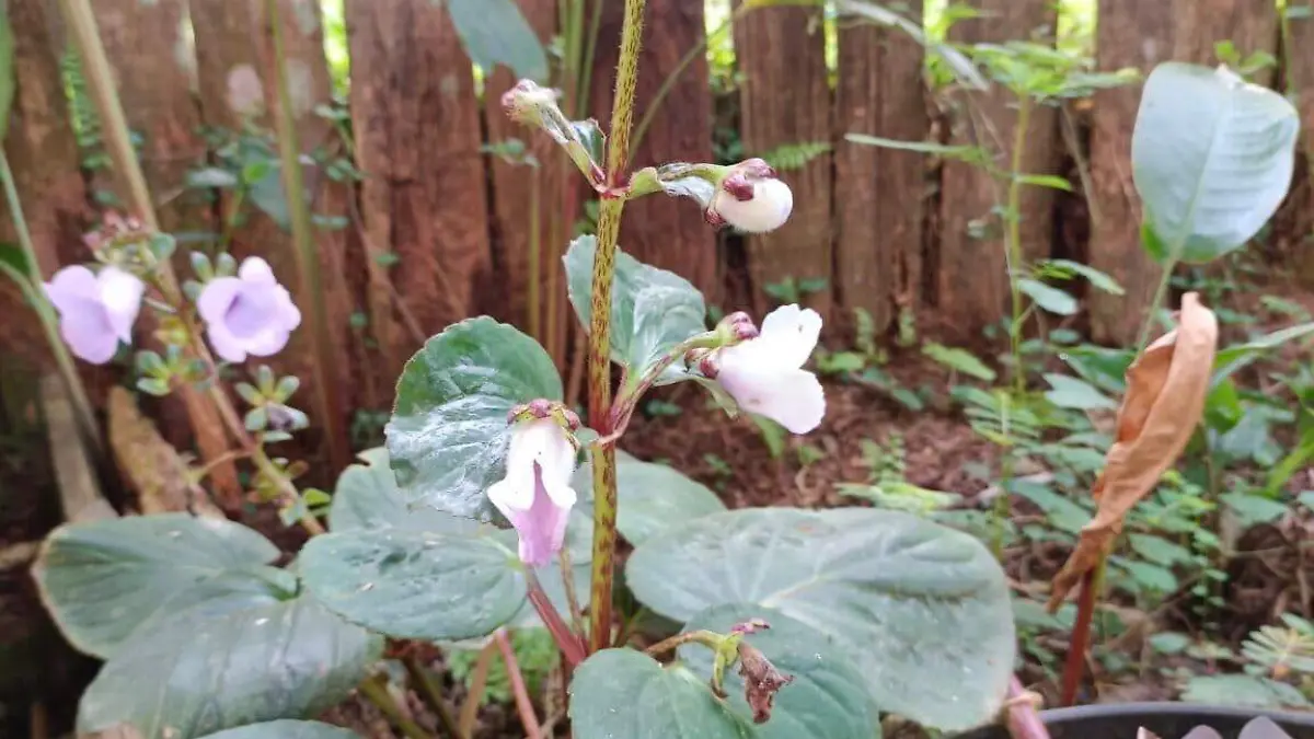 El equipo de O KO PAK O 