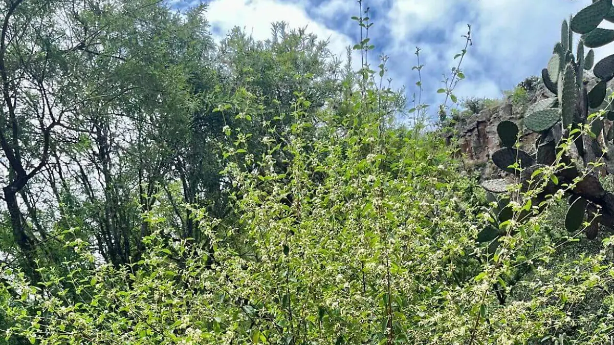 El oregano queretano un arbusto del semidesierto mexicano