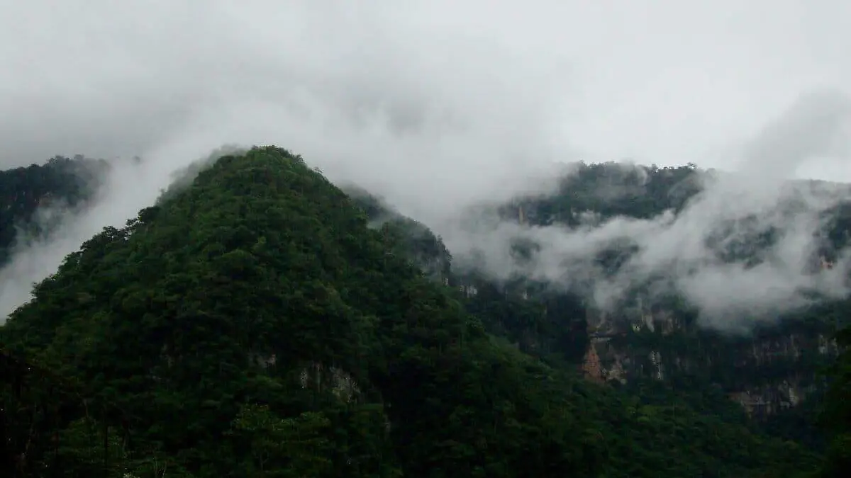 Bosques-montano-bajos-entre-800-1500-m-de-altitud-en-Junin-Peru