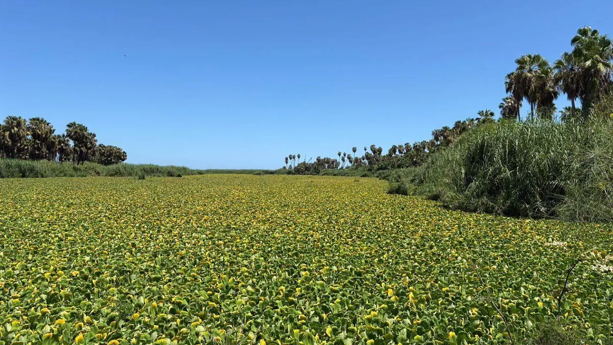 lirio-acuaticio-estero-san-jose-cabo