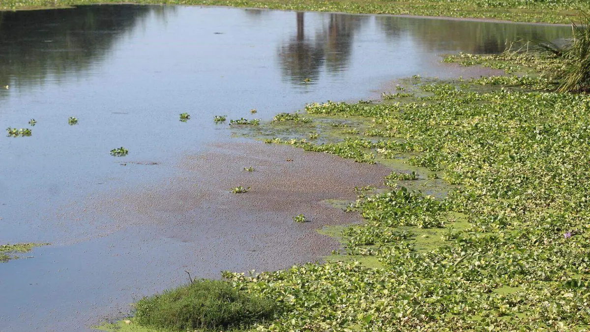 aguas-negras-con-lirio-acuatico-estero-san-jose-cabo