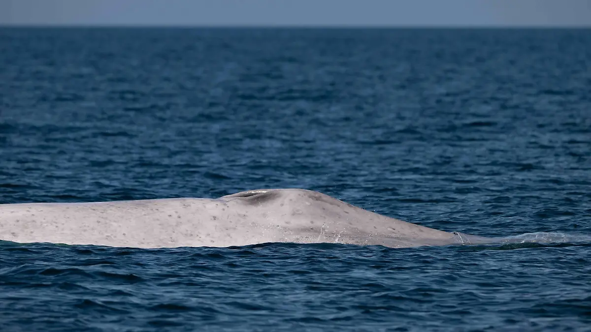 Portada Web Semanario (5)