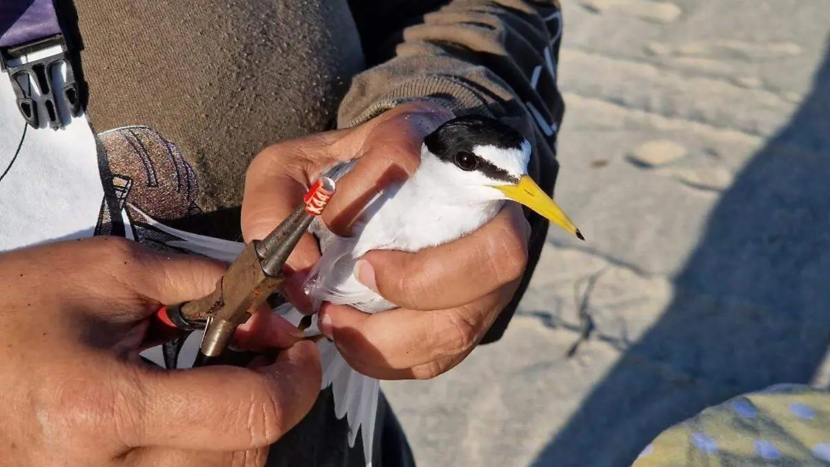 Gallito marino 1