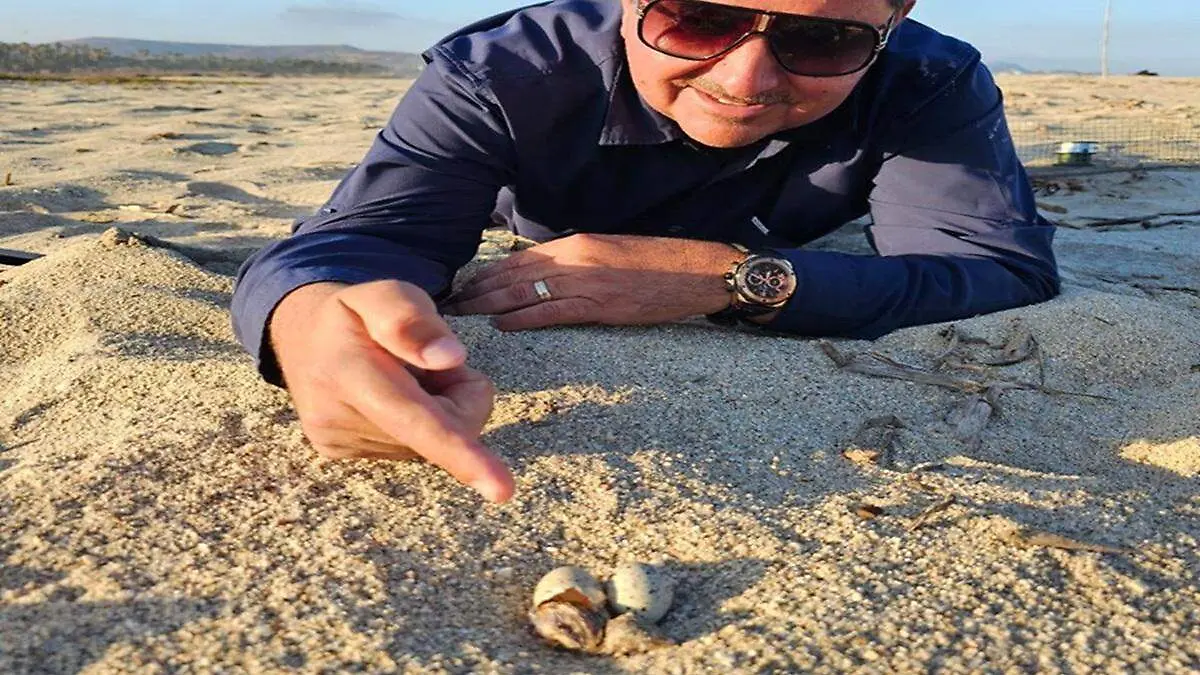 Nido de gallito marino en la arena