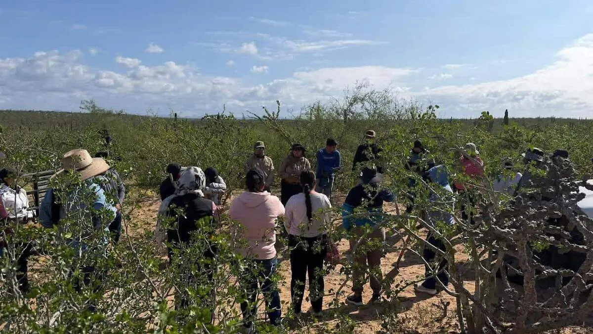 grupo-busqueda-x-la-paz-fosas-clandestinas