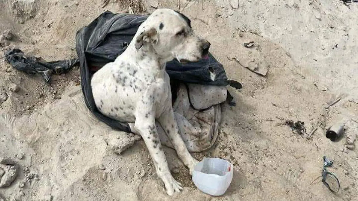 WhatsApp Image 2026-03-10 at 11.55.47 PM