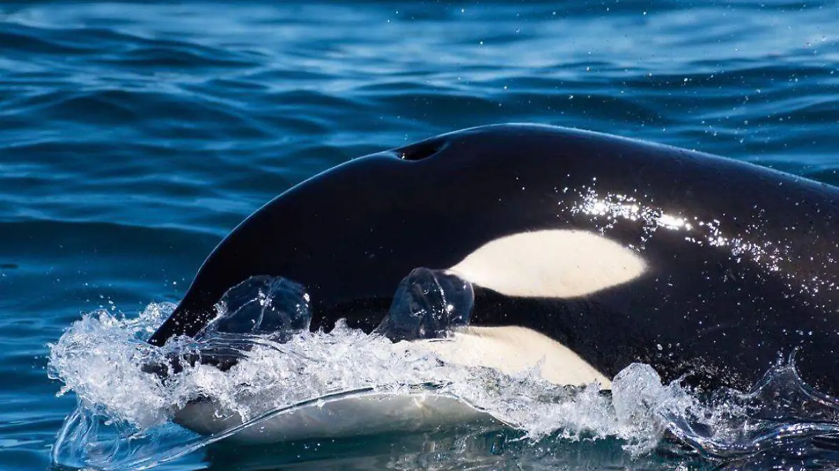 ORCA
