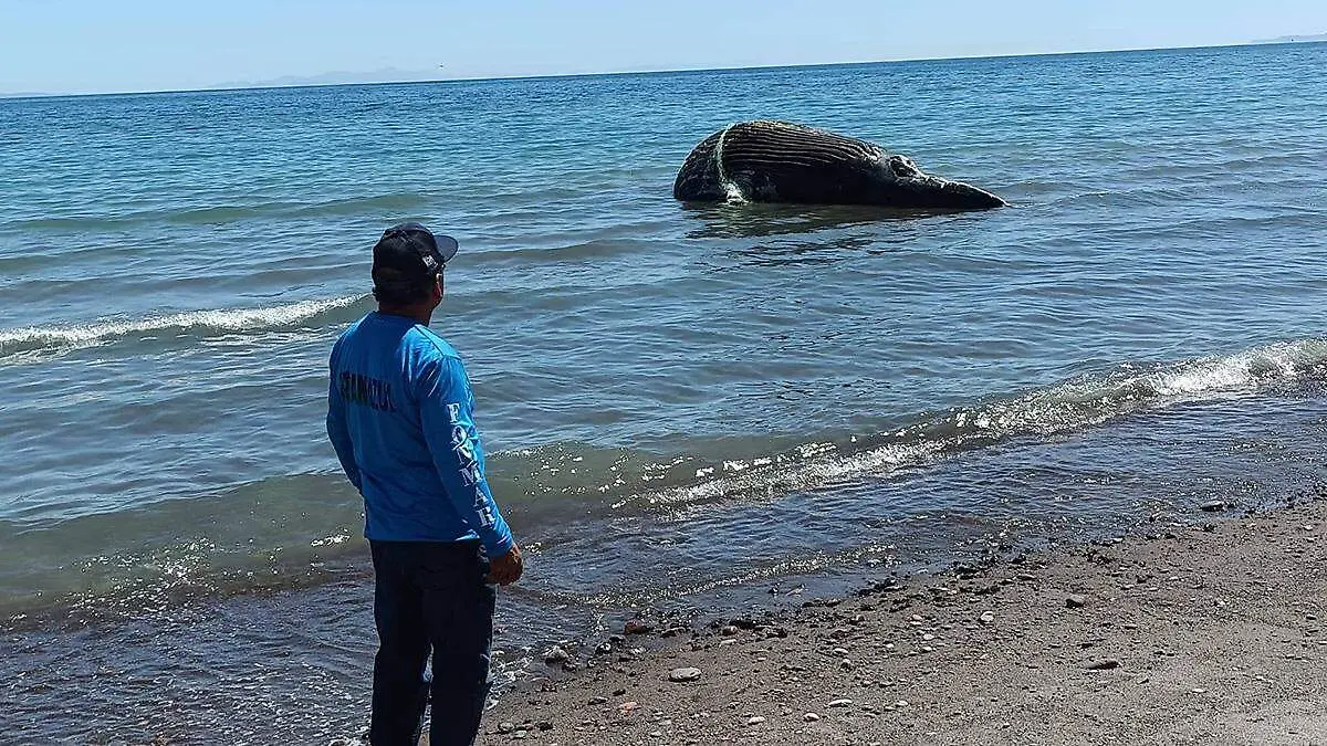 persona-viendo-ballena-varada