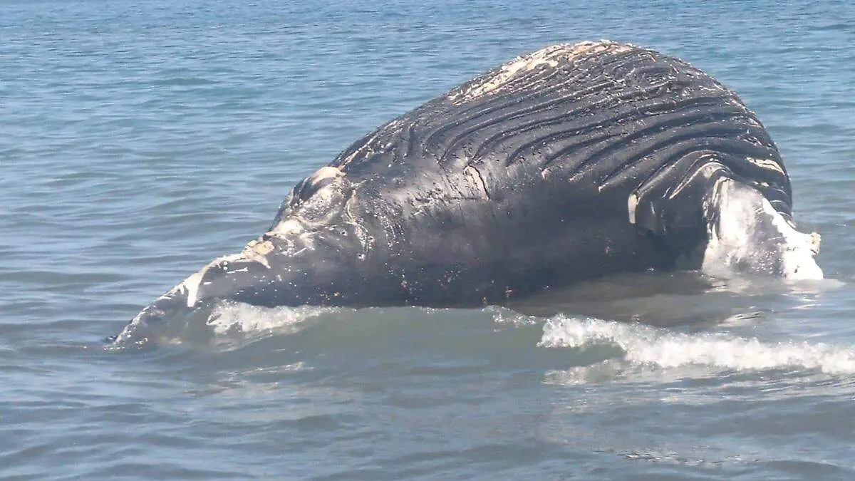 ballena-varada