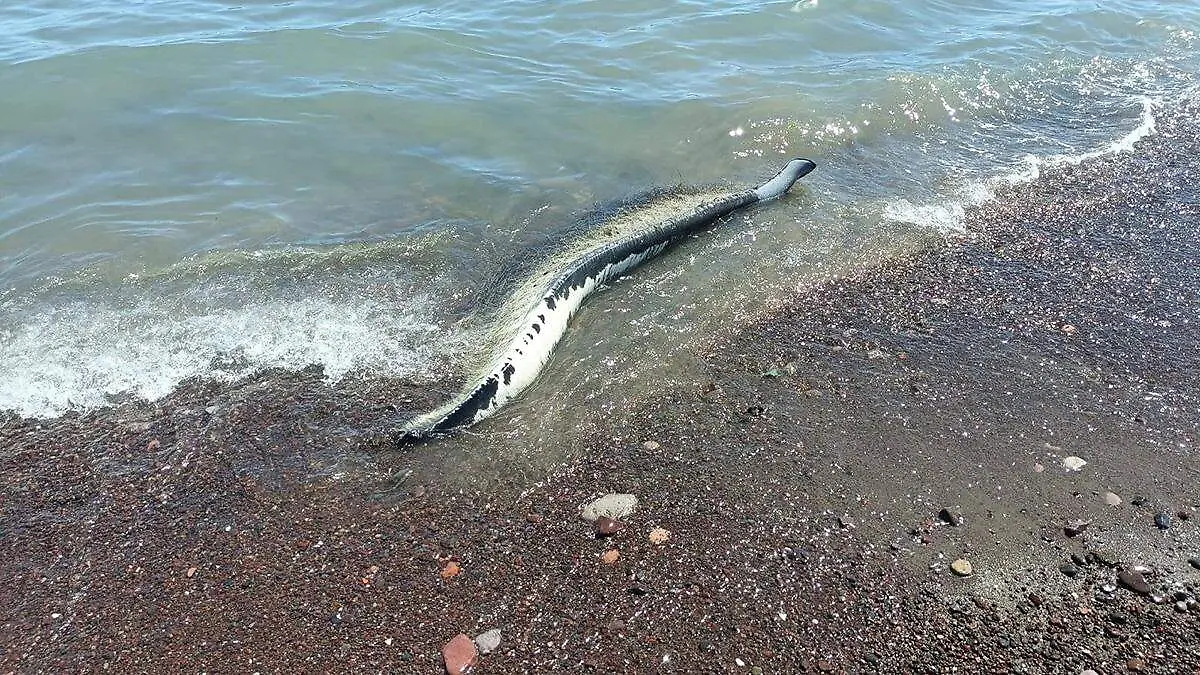 restos-de-ballena-a-orillas-de-la-playa