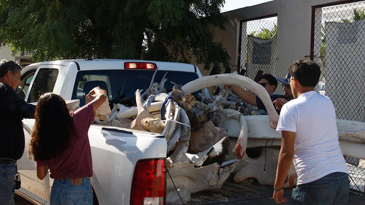 profepa-hace-entrega-de-restos-de-fauna-marina-al-museo-de-la-ballena