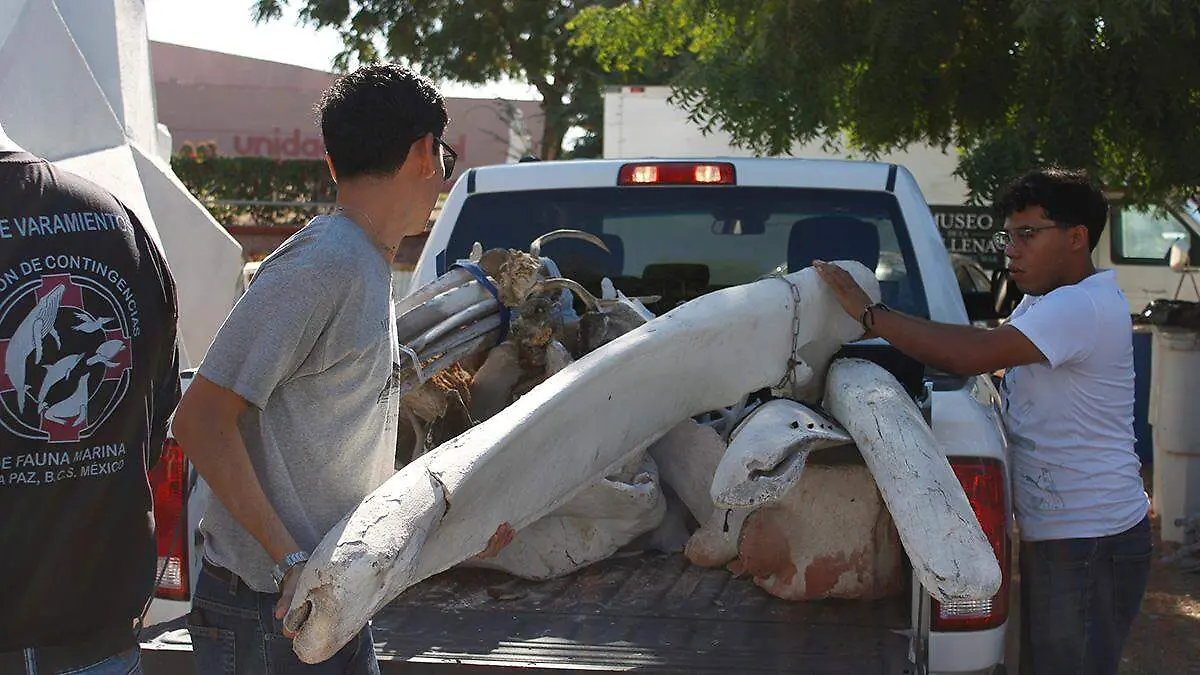 bajan-restos-de-fauna-marina-para-el-museo-de-la-ballena