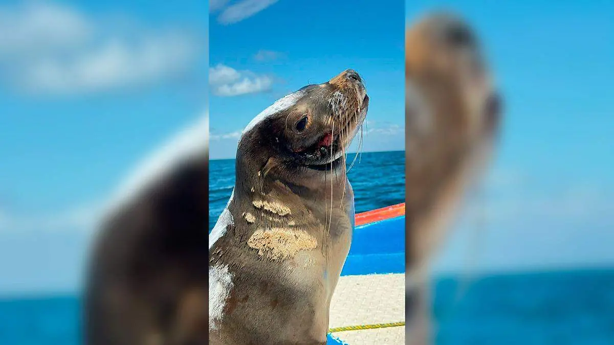 lobo-marino-rescatado