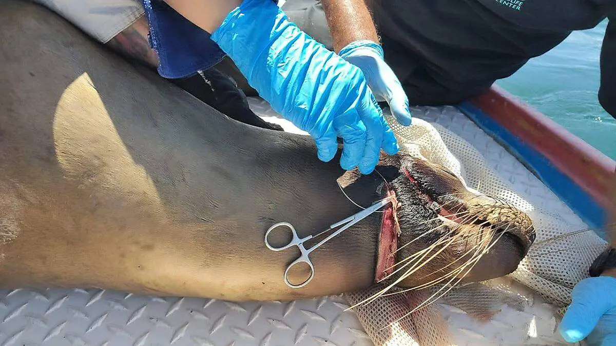 lobo-marino-siendo-tratado