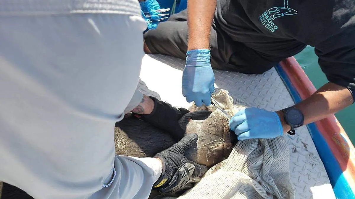 lobo-marino-siendo-auxliado