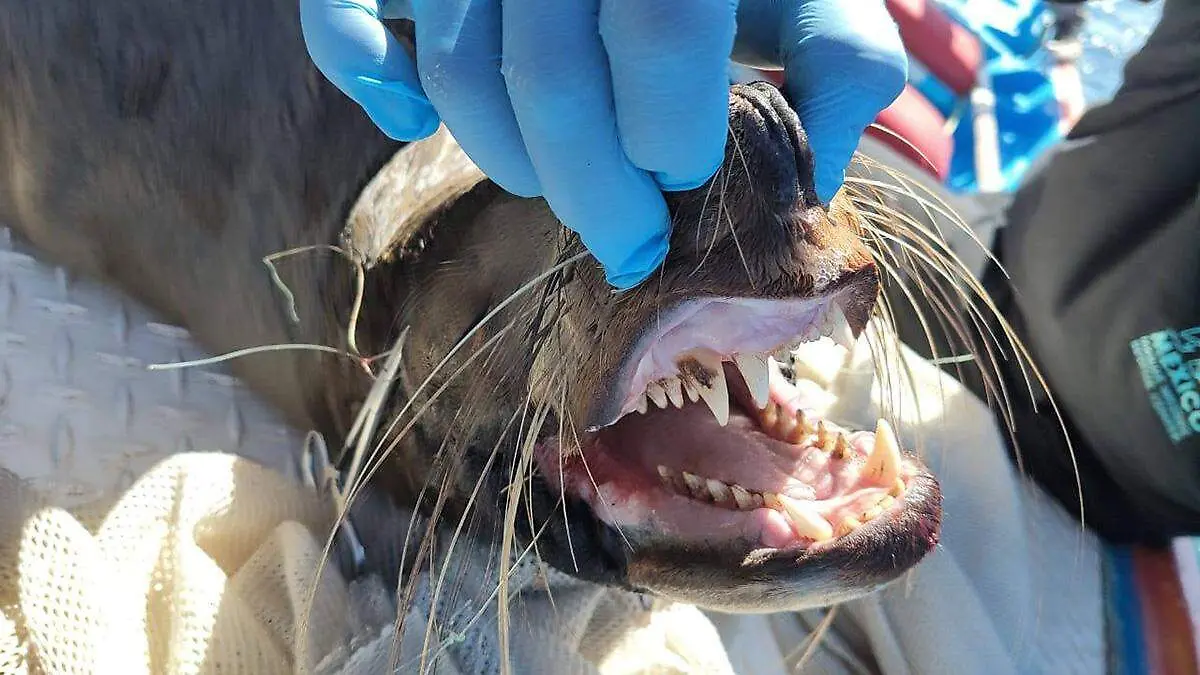 lobo-marino-inspeccion-bucal