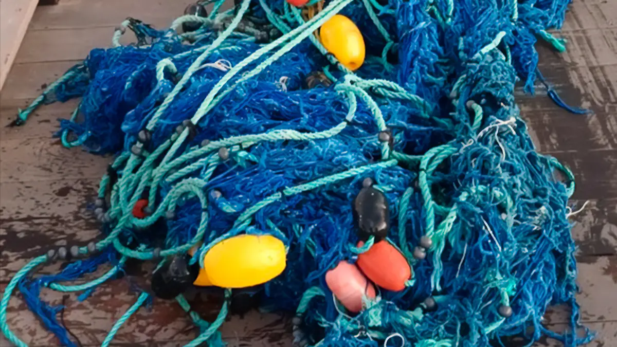 Malla retirada de ballena