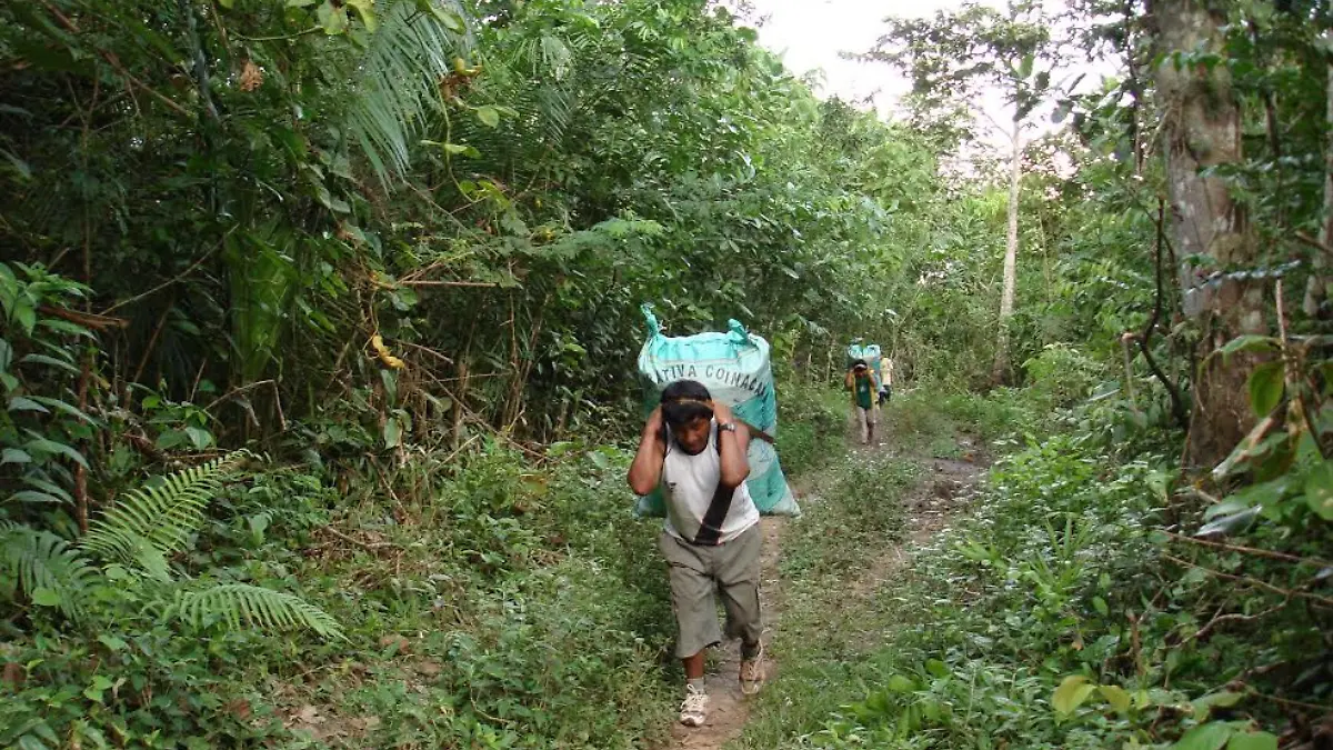 Castanas bolivianas