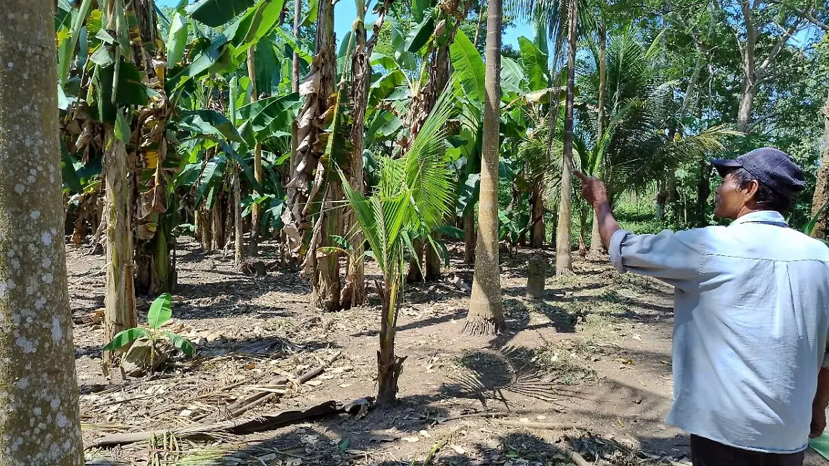 Bosques colombianos