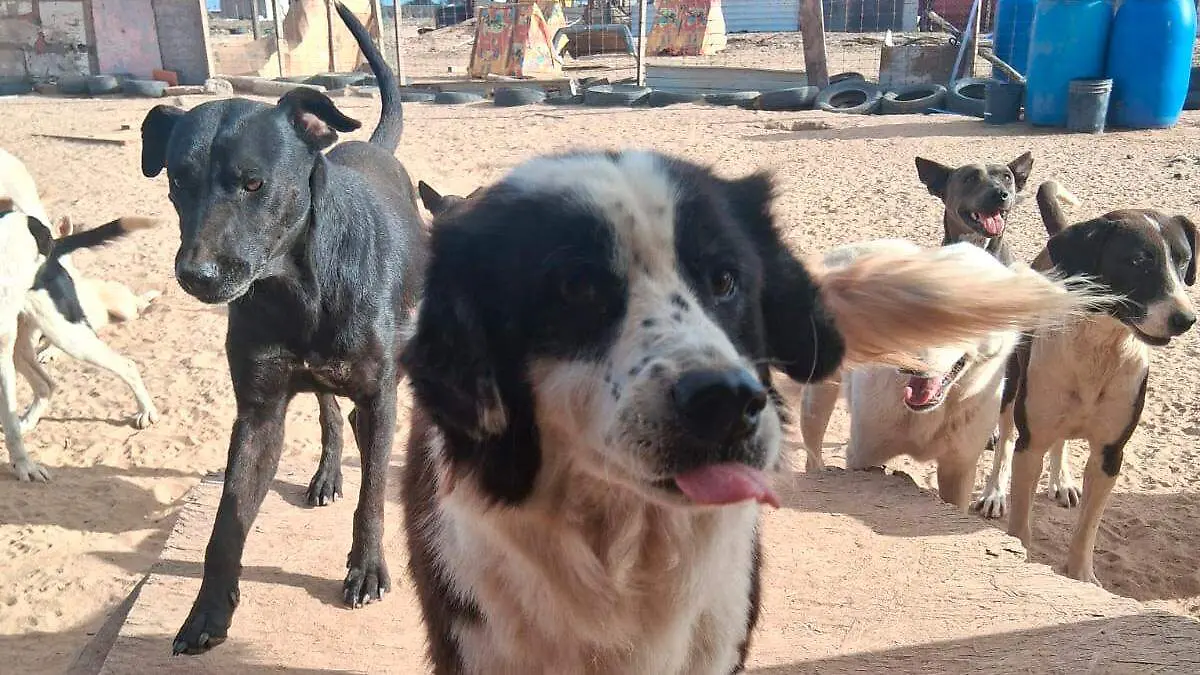 albergue-duke-al-rescate-4