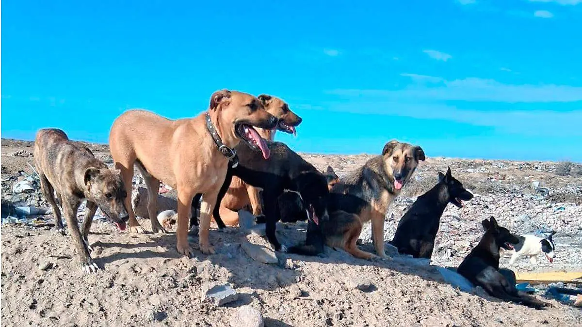 albergue-duke-al-rescate-3