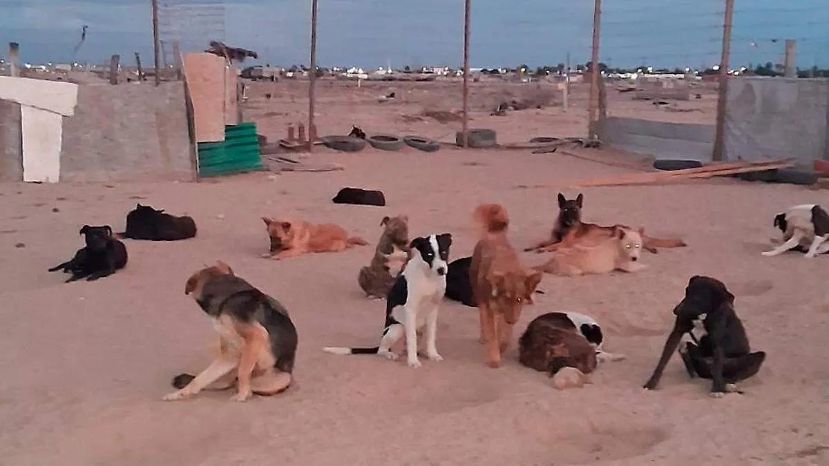 albergue-duke-al-rescate-2