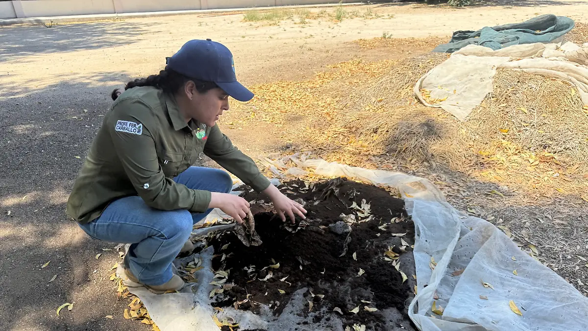 camas-cafe-huerto-uabcs