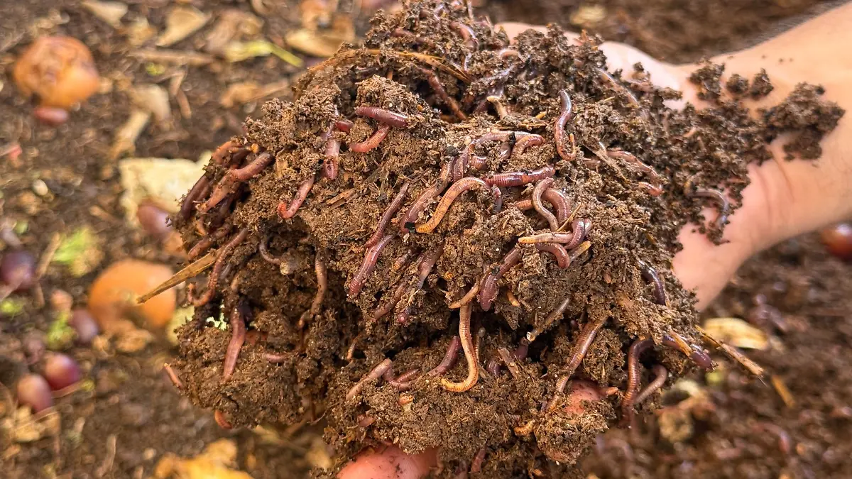 maria-antonieta-cota-sosteniendo-lombricomposta