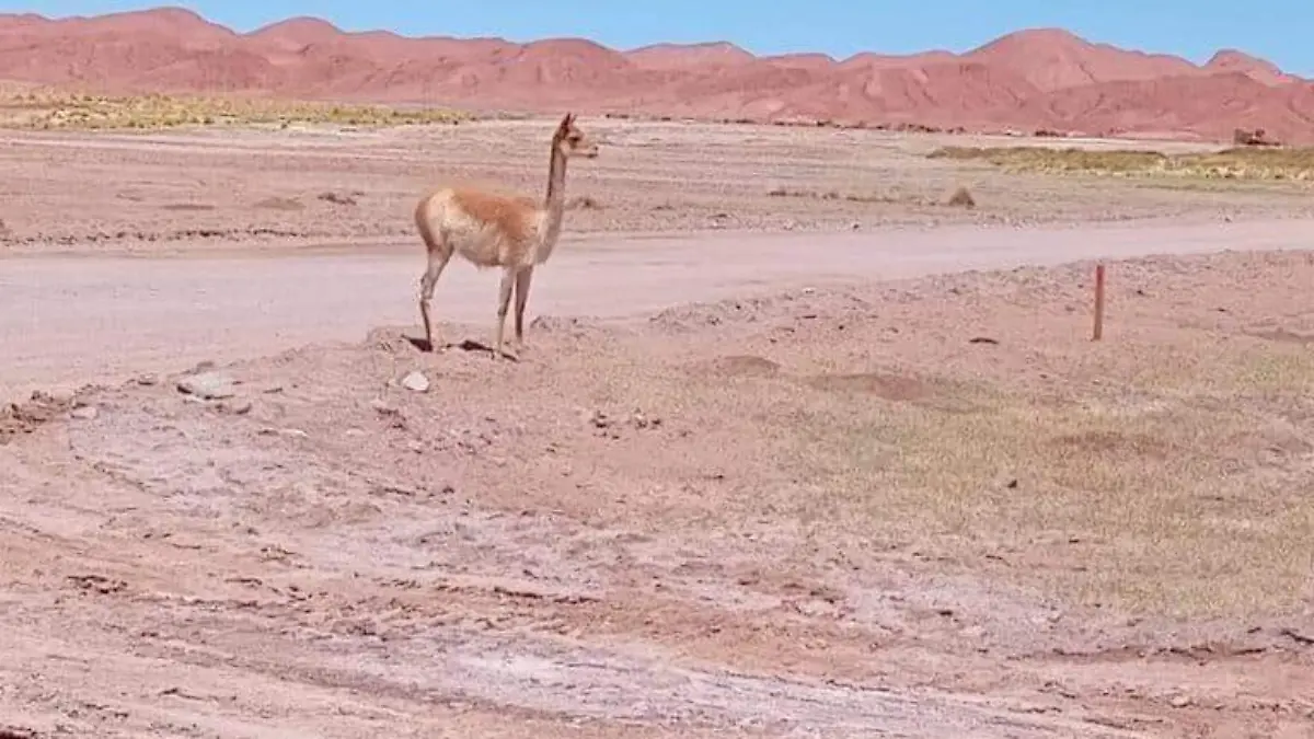 camélidos-guanacos-llamas-vicunas-reserva-los-andes