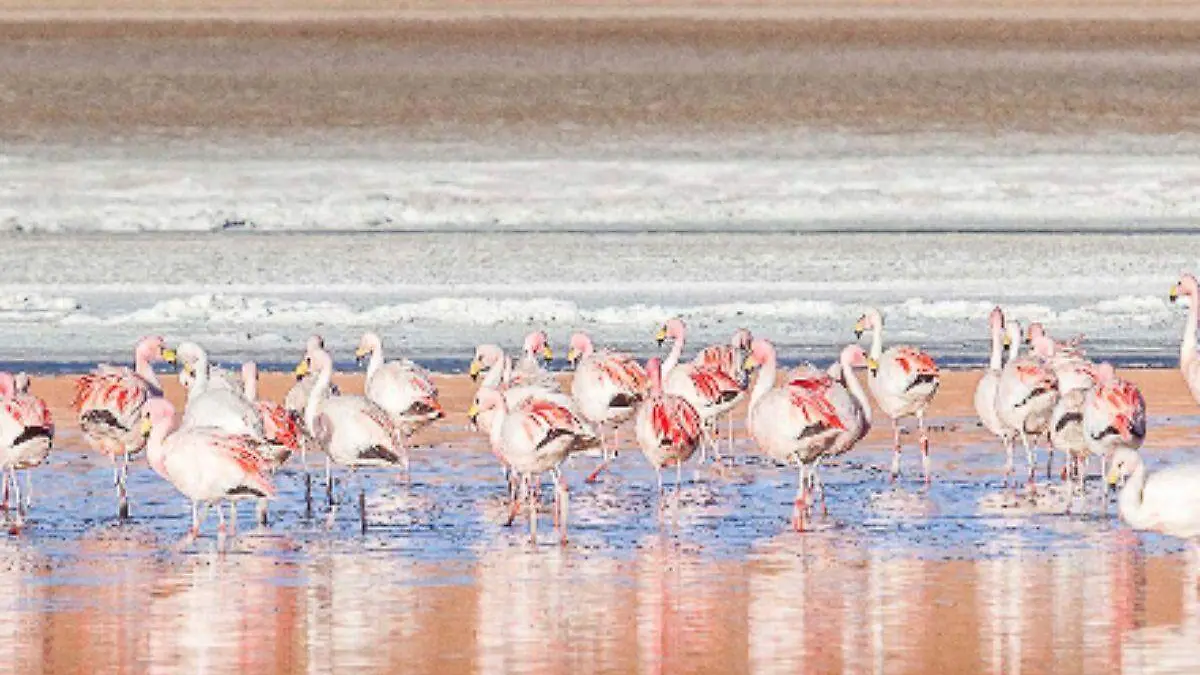 flamencos-laguna-reserva-los-andes