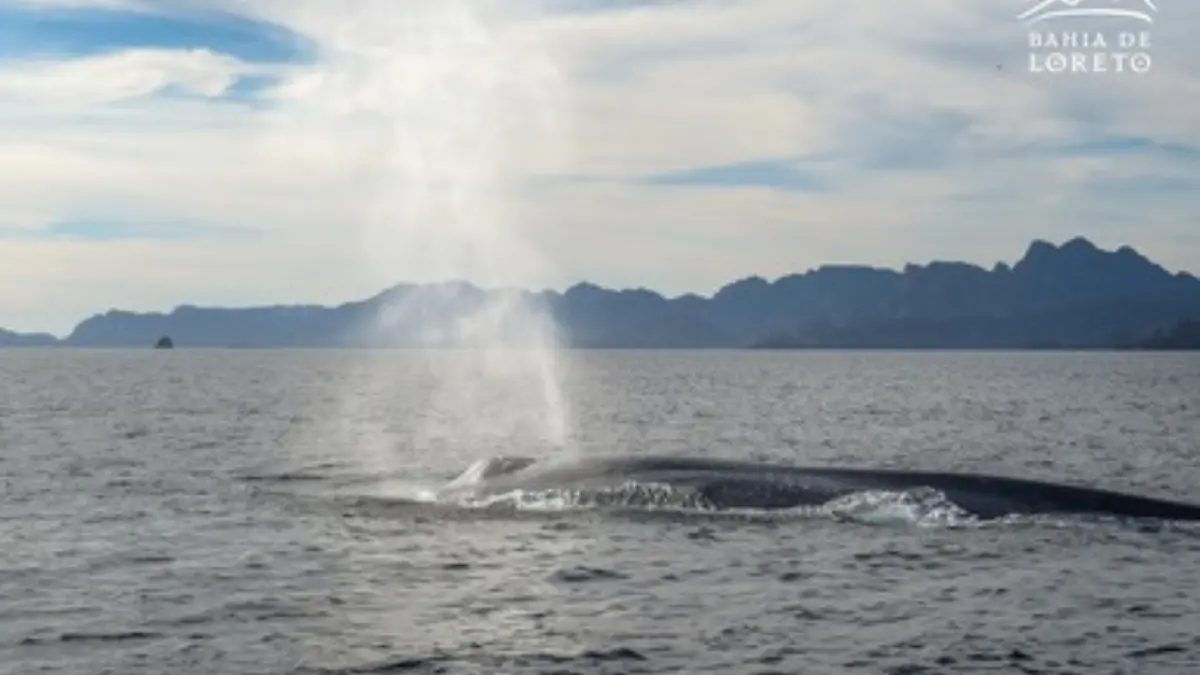 Añadir un título (88)