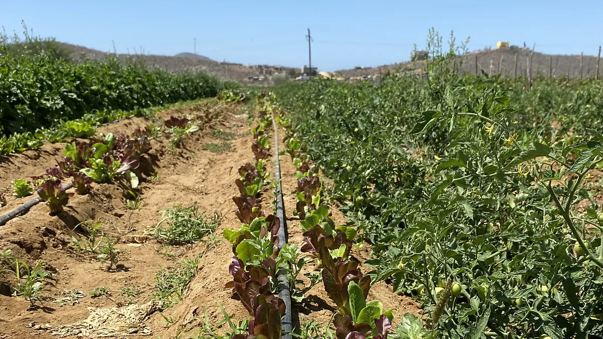 Huerto 2