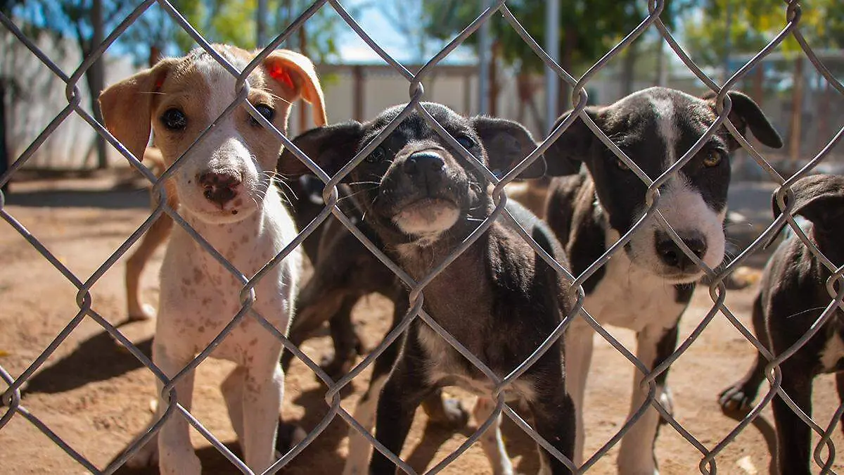 tres-perros-cachorros-tras-rejas